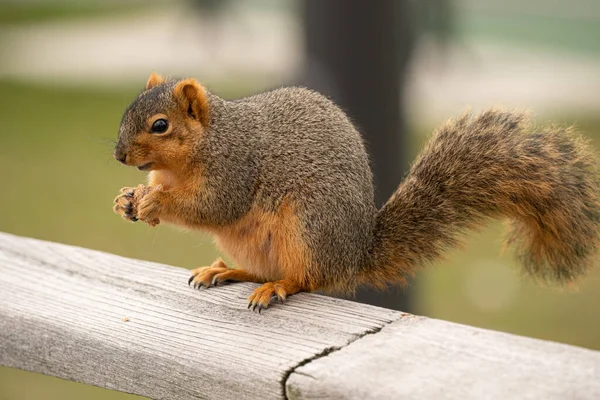 Écureuil Renard Mange Une Collation Dans Parc — Photo