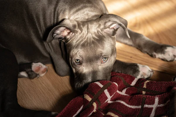 Szczeniak Staffordshire Bull Terrier — Zdjęcie stockowe