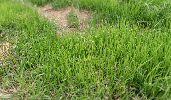 新的草是健康的 生长迅速 — 图库照片