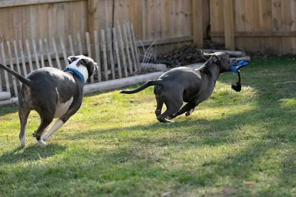 Two Grey Puppies Playing Backyard Meadow Her Favorite Toy Staffordshire — Stock Photo, Image