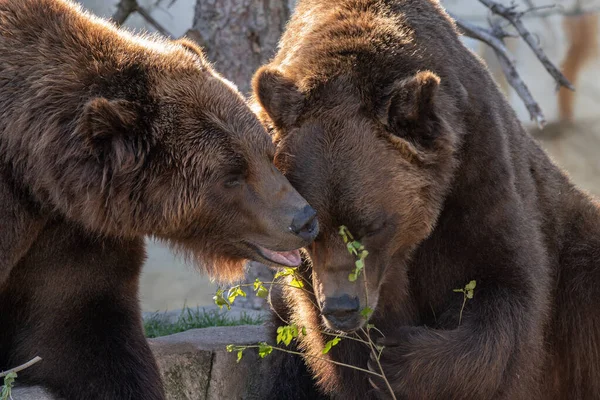 Männliche Grizzlybär Pfleger Paaren Sich — Stockfoto