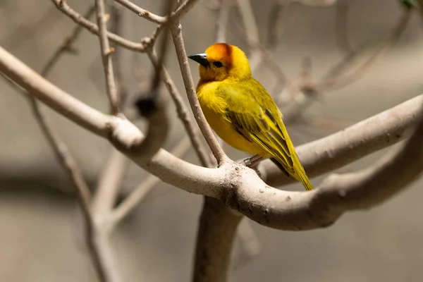 Golden Weaver Perched High Sunny Day Watching Activi — Stock Photo, Image