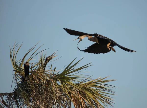 Oiseau Dans Nid Arbre — Photo