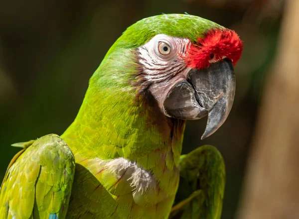 Arara Verde Pára Para Uma Foto Sorriso — Fotografia de Stock