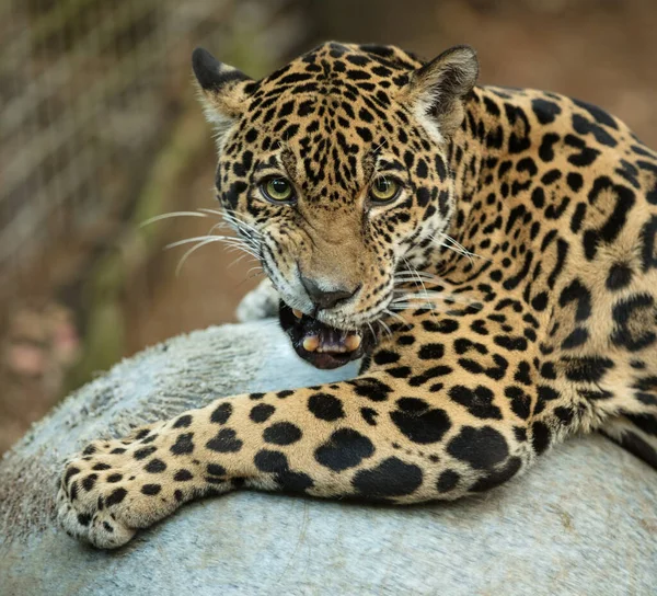 Leopard Parcul Național Kruger Africa Sud — Fotografie, imagine de stoc