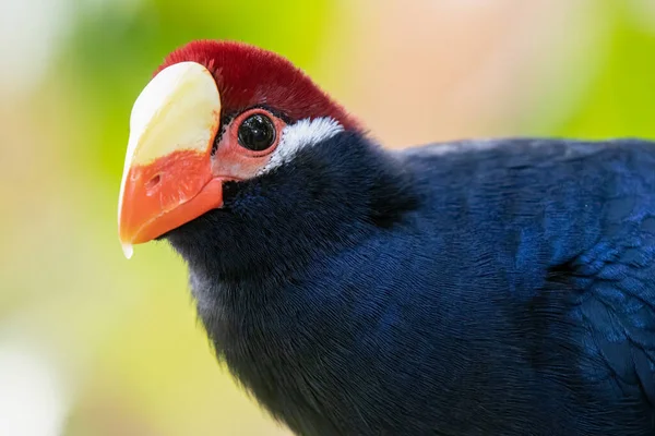 Fioletowy Ptak Turakowy Przyroda — Zdjęcie stockowe