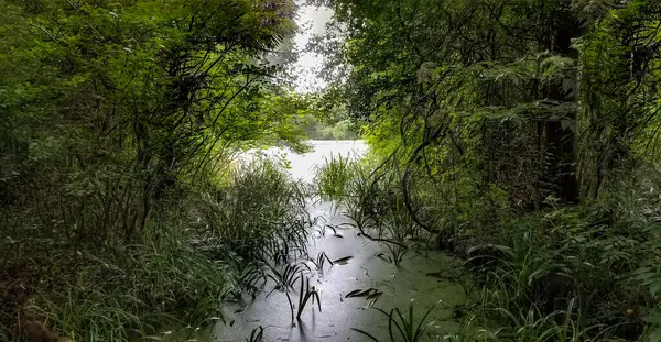 Scénický Bažinatý Moment Horkém Letním Dni — Stock fotografie