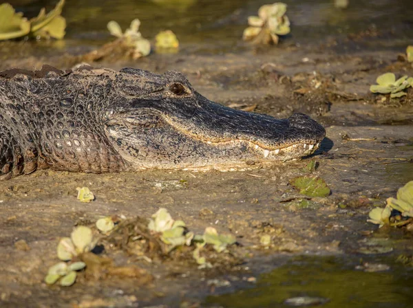 Крокодил Зоопарку — стокове фото