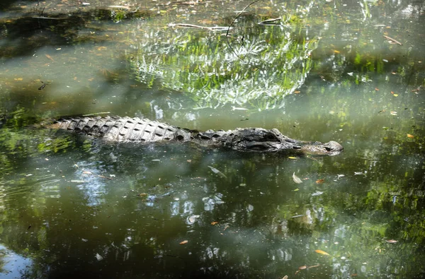 Énorme Alligator Vous Repéré Rapproche — Photo