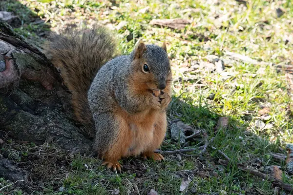 リスは公園でナッツを食べる — ストック写真