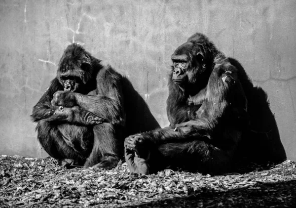 Goril Taşın Üzerinde Oturuyor — Stok fotoğraf