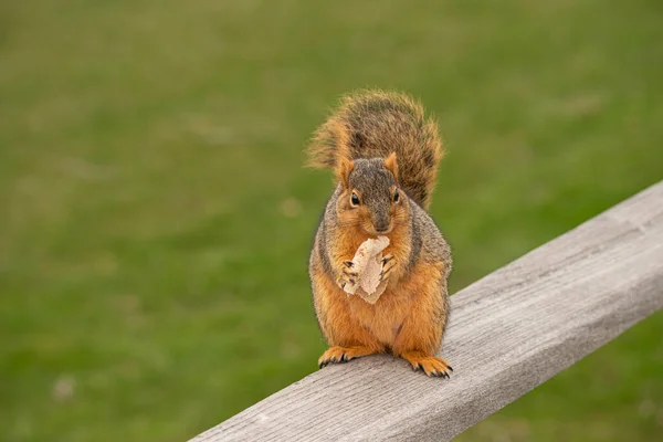 Esquilo Raposa Come Lanche Parque — Fotografia de Stock