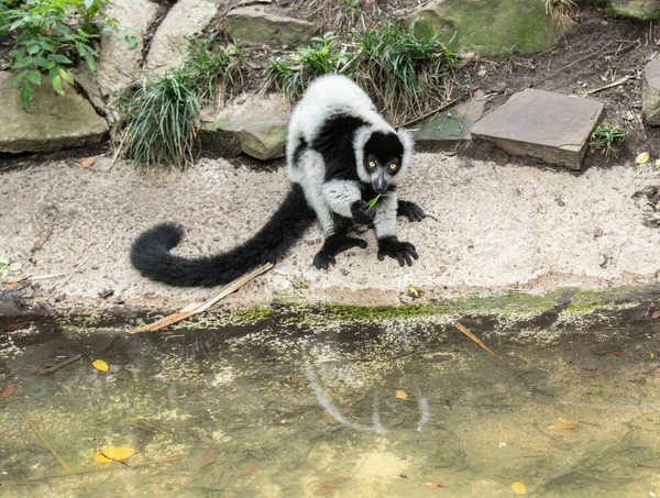 Lémurien Suricata Assis Sur Arbre — Photo