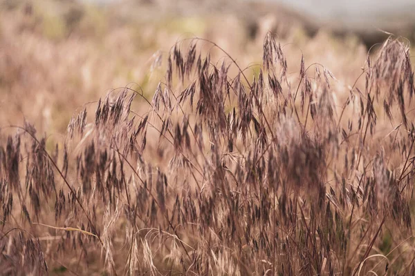 Graan Waait Een Winderige Dag Het Veld — Stockfoto