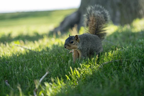 リスは食べ物を探している間に公園で晴れた日を楽しんでいます — ストック写真