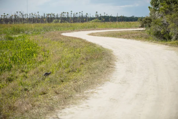 Strada Nel Bosco — Foto Stock