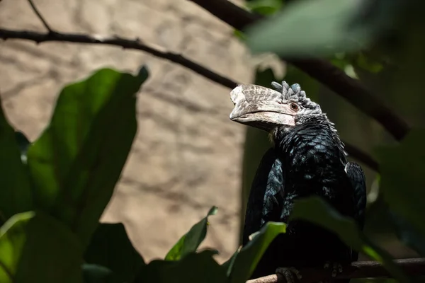 Bird Prey Close — Stock Photo, Image