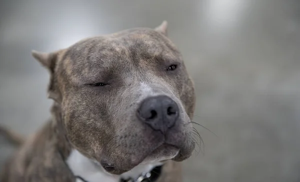 Portrait American Pit Bull Terrier — Stock Photo, Image