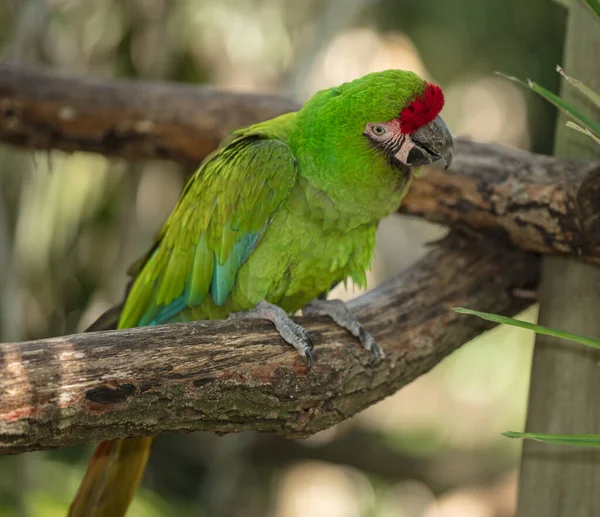 Loro Zoológico — Foto de Stock