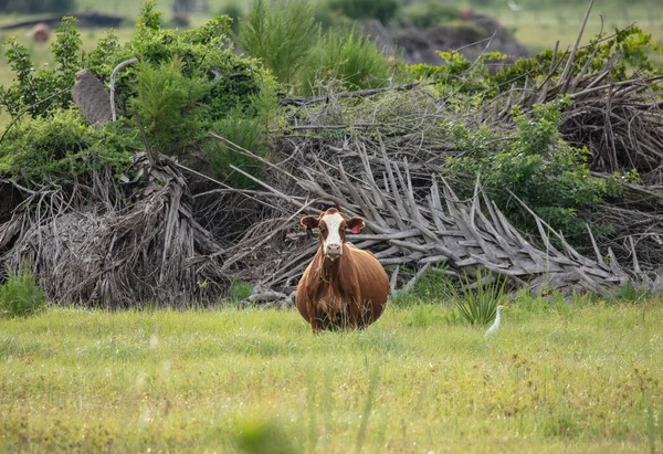 Vaca Leiteira Viu Esgueirar — Fotografia de Stock