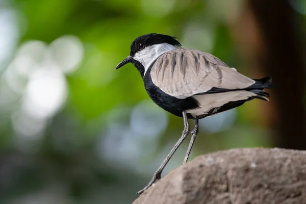 Spurred Lap Wing Perched Rock — Stock Photo, Image