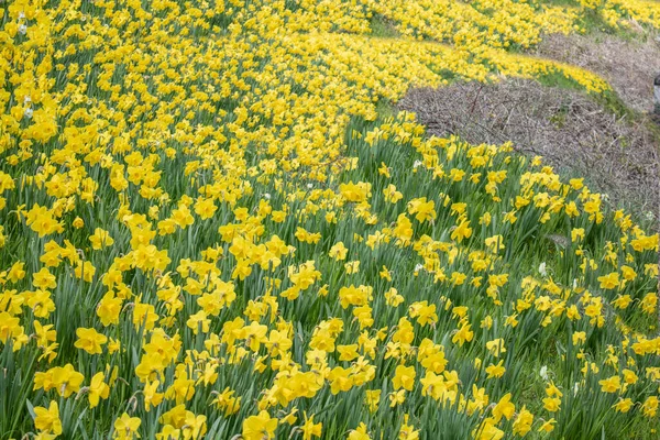 Gele Bloemen Tuin — Stockfoto