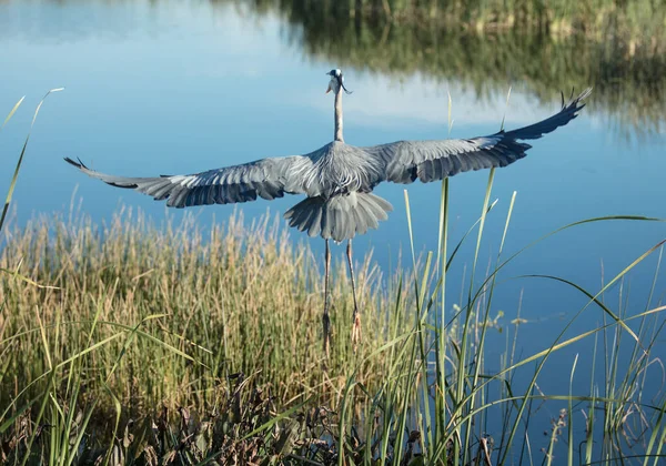 Летит Большая Голубая Цапля Природа Дикой Природы Животных — стоковое фото