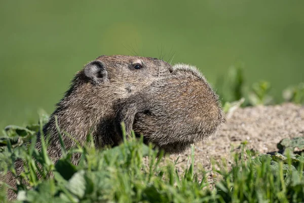 Een Schattige Marmot Het Gras — Stockfoto