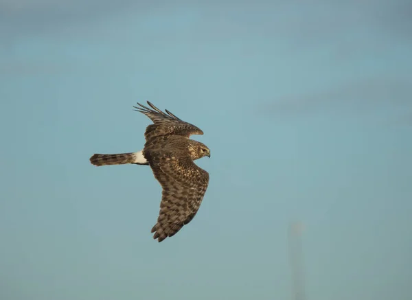 Bird Prey Flight — Stock Photo, Image