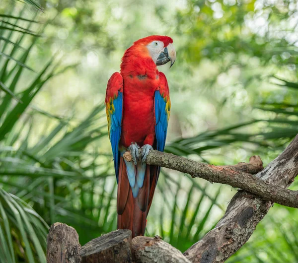 Guacamayo Escarlata Está Encaramado Posando Para Usted — Foto de Stock