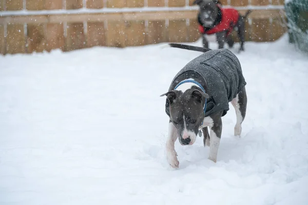 pitbull k9 is tracking a scent in the winter snow