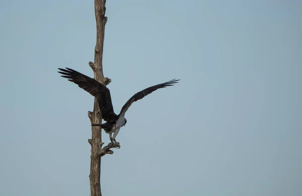 bird in flight in the spring