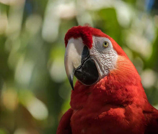 Macaw Parrot Zoo — Stock Photo, Image