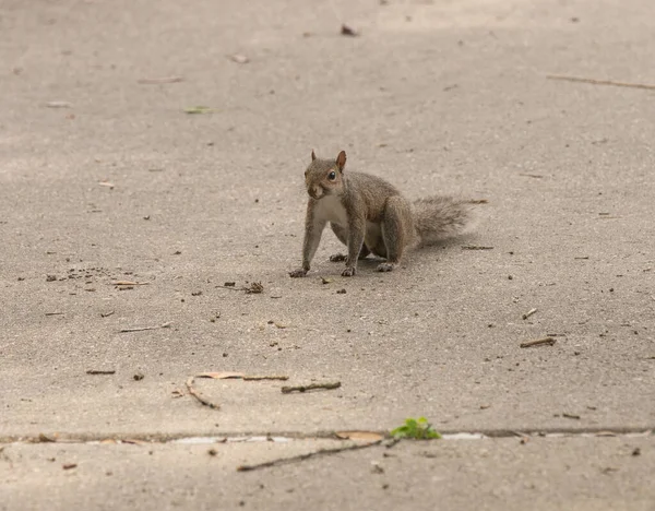 Eichhörnchen Park Wartet Auf Ihren Genuss — Stockfoto