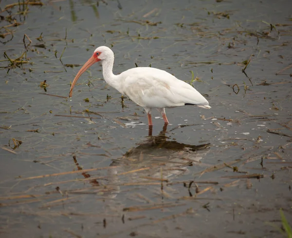 Biały Ibis Odbija Się Wodach Podczas Polowania Mokradłach — Zdjęcie stockowe