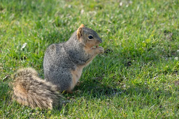 松鼠在公园里阳光灿烂的日子里吃小吃 — 图库照片