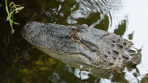 Krokodil Het Water — Stockfoto