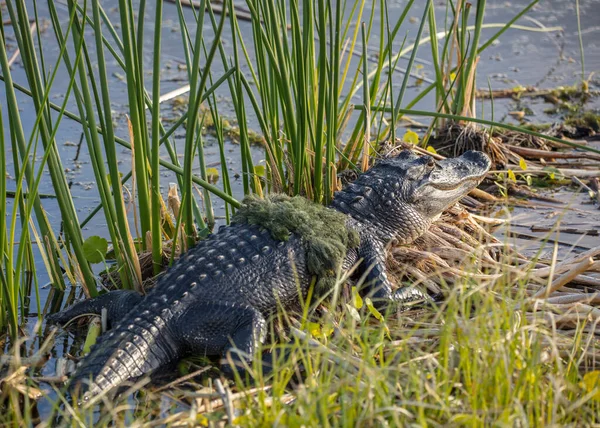 Krokodil Fűben — Stock Fotó