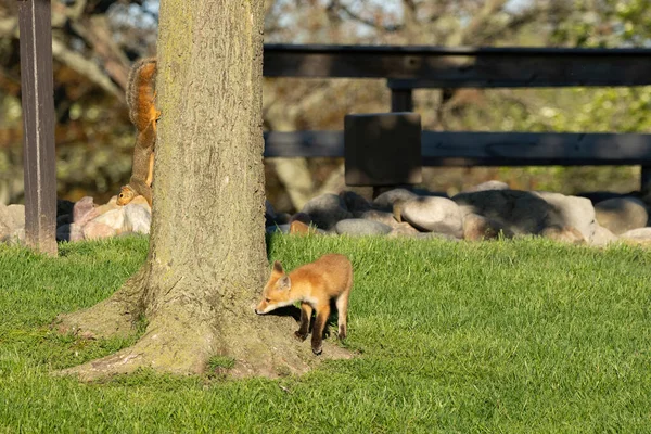 Red Fox Pups Explore Park Sunny Day — Stock Photo, Image