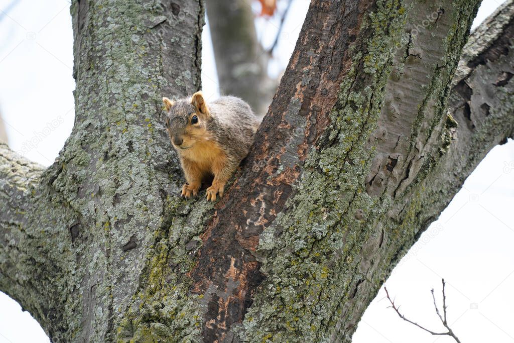 Harrison Township, Michigan, USA - May 10 2020: Little cute brown squirrel in the Michigan Metro Park.