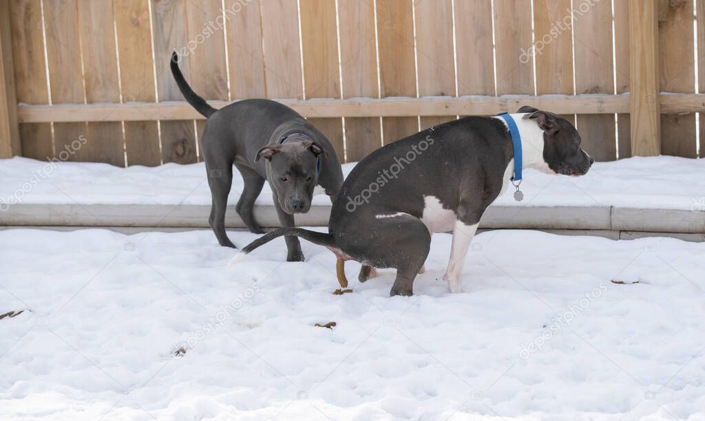 pitbull puppy watches her big brother poop in the snow