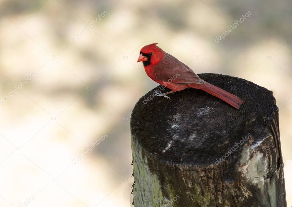 beautiful red parrot on the nature
