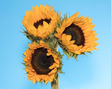 Mavi gökyüzü olan ayçiçeği tarlası