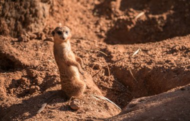 Namibya 'da mirket, Afrika