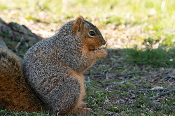Écureuil Mange Une Noix Dans Parc — Photo