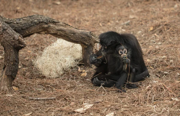 動物園の大きな猿は — ストック写真