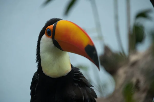 Toucan Zauważył Coś Interesującego — Zdjęcie stockowe