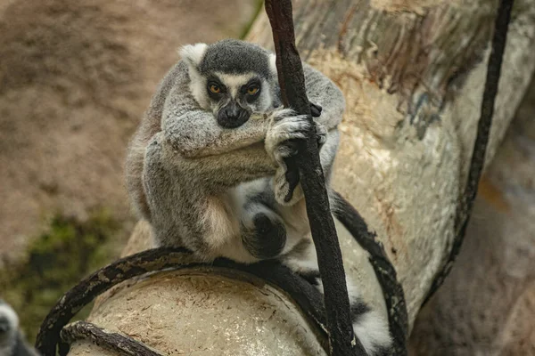 Halka Kuyruklu Lemur Seni Izliyor — Stok fotoğraf