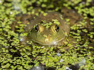 bright green frog with a spider is hiding in the lily pads clipart
