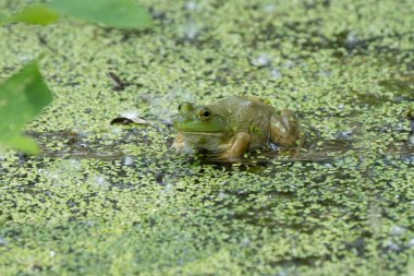 bright green frog with a spider is hiding in the lily pads clipart